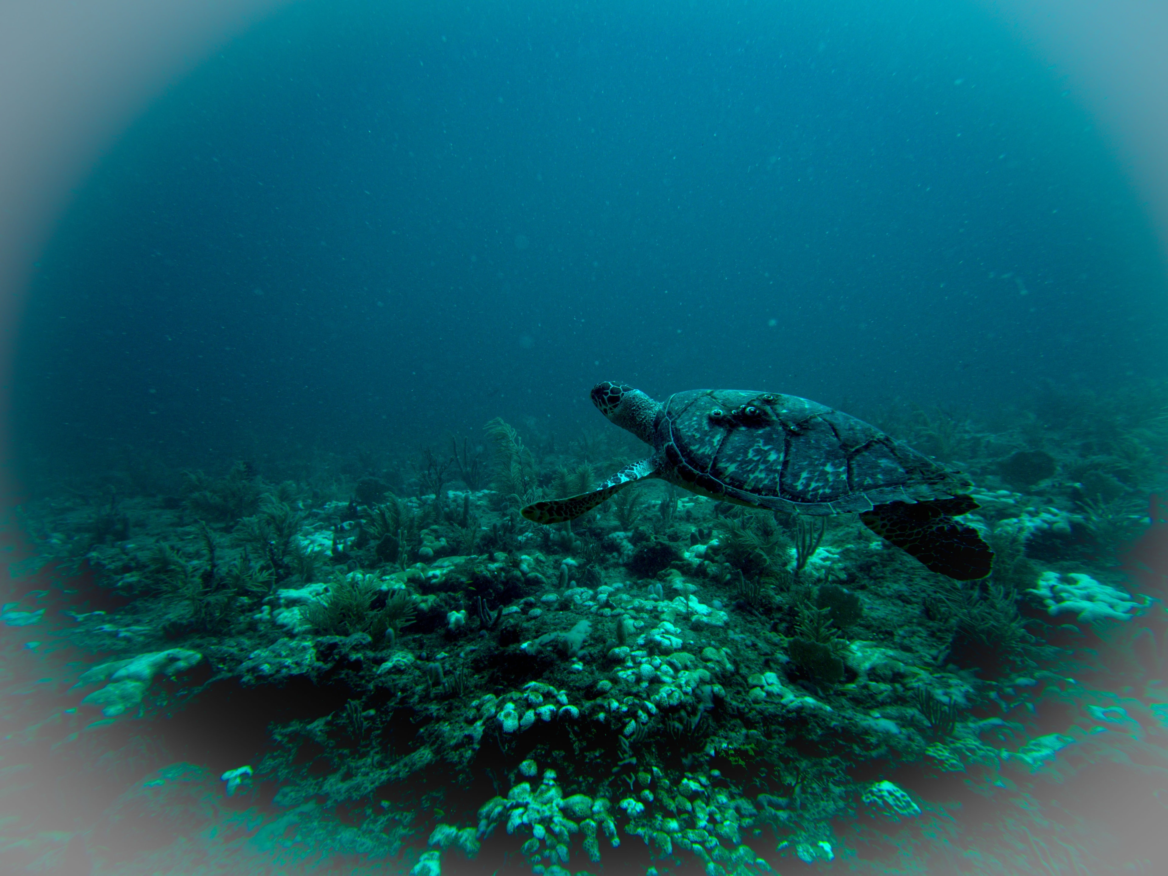 Advanced Open Water